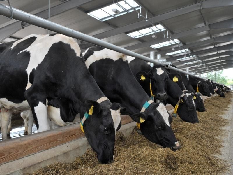 Niedrige Preise belasten seit langem die Milchbauern. Als zentrale Ursache gilt ein Überangebot auf den Märkten. Foto: Martin Schutt