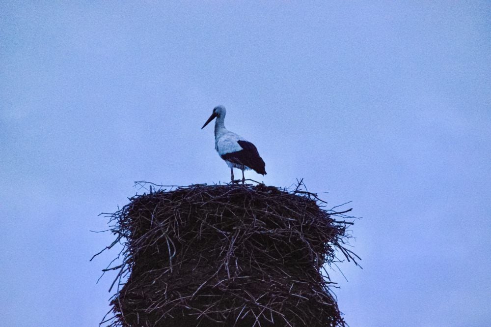 Dieser Storch ist bereits nach Bad Schmiedeberg zurückgekehrt.