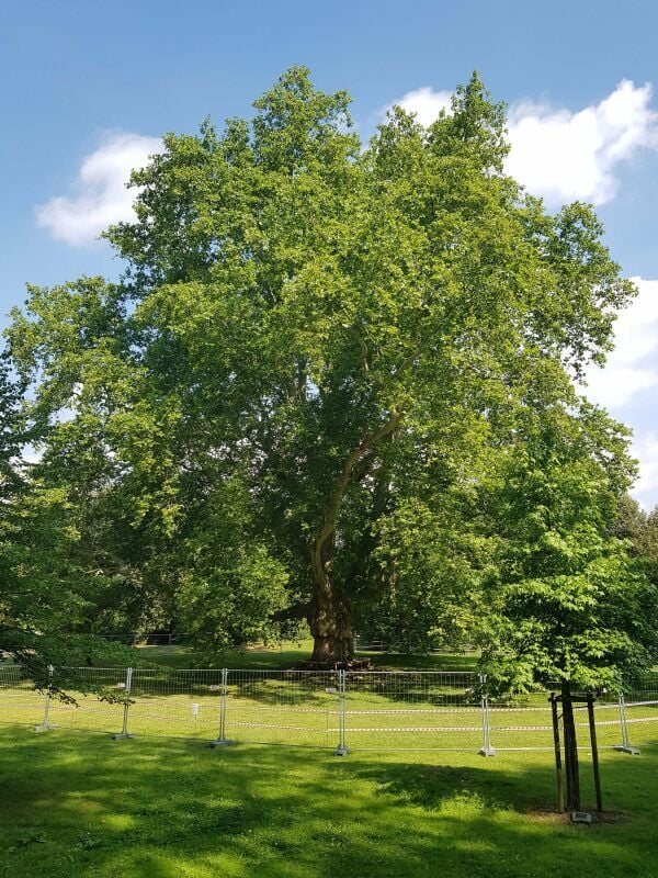 Sie ist 35 Meter hoch und hat einen Kronendurchmesser von 40 Metern: Die Platane in Schulpforte.