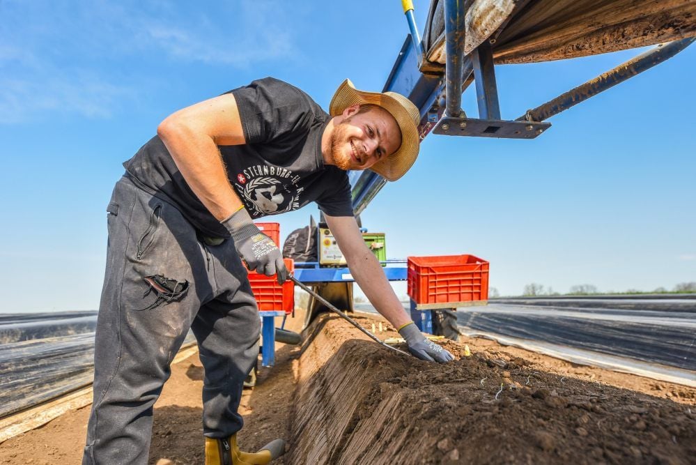 Student Lukas Fach beim Spargelstechen auf einem Feld der Familie Hindorf aus Langeneichstädt.