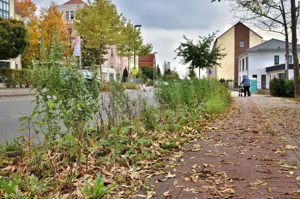 Teile des Rad- und Fußwegs in der Bahnhofsstraße sind von Unkraut bedeckt.