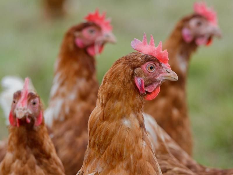 Im Huhn stecken wohl weit mehr Gefühl und Verstand als weitläufig angenommen. Foto: Julian Stratenschulte
