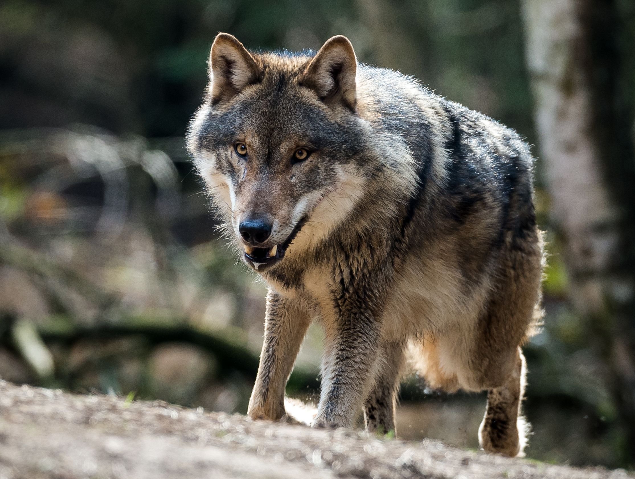 Ein Wolf in seinem Gehege in einem Wildpark.