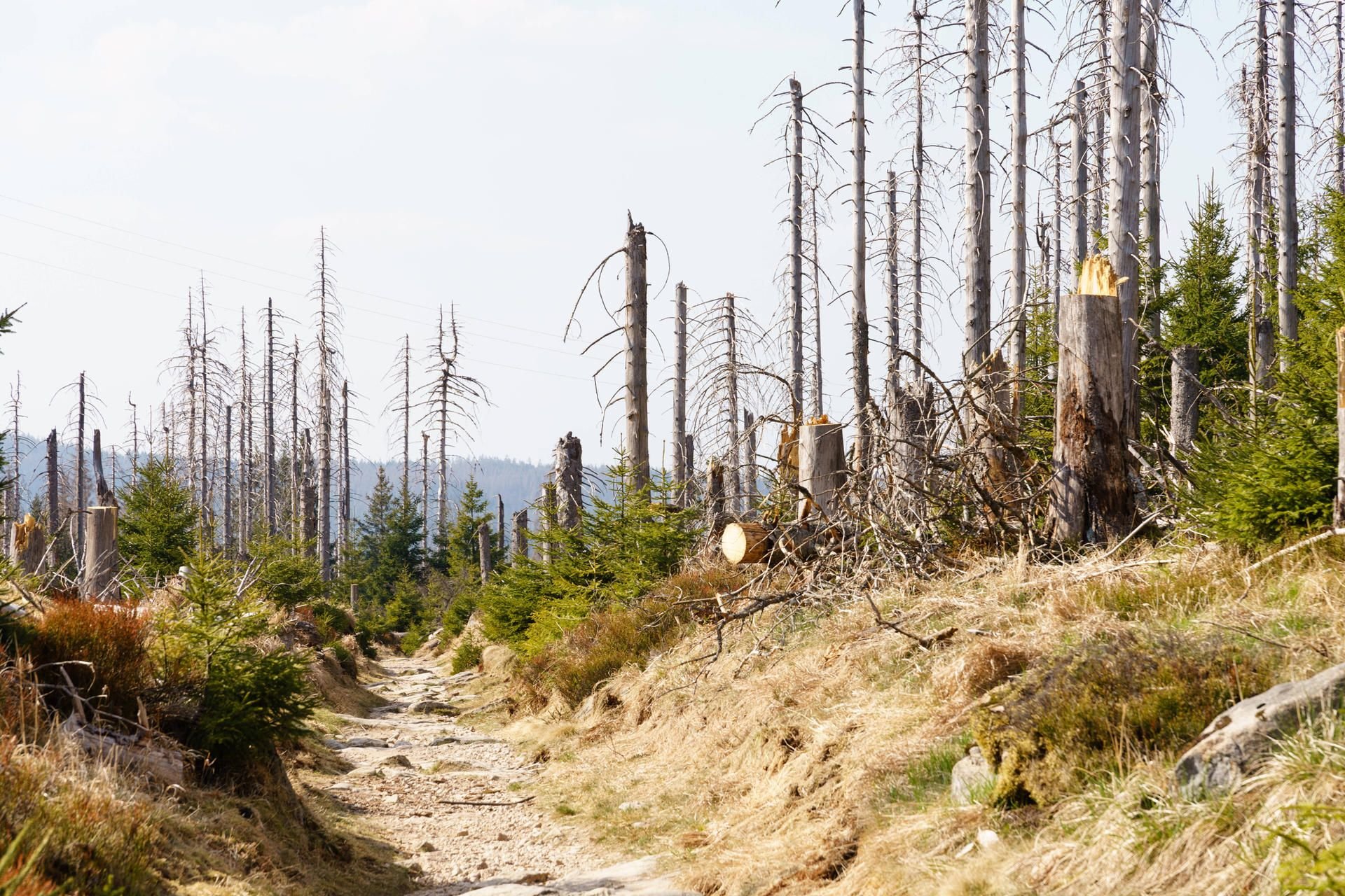 So sieht es im Oberharz fast überall aus: Durch Sturm, Dürre und Käferbefall sind alte Fichten abgestorben. Junge Bäume wachsen nun nach.Foto: