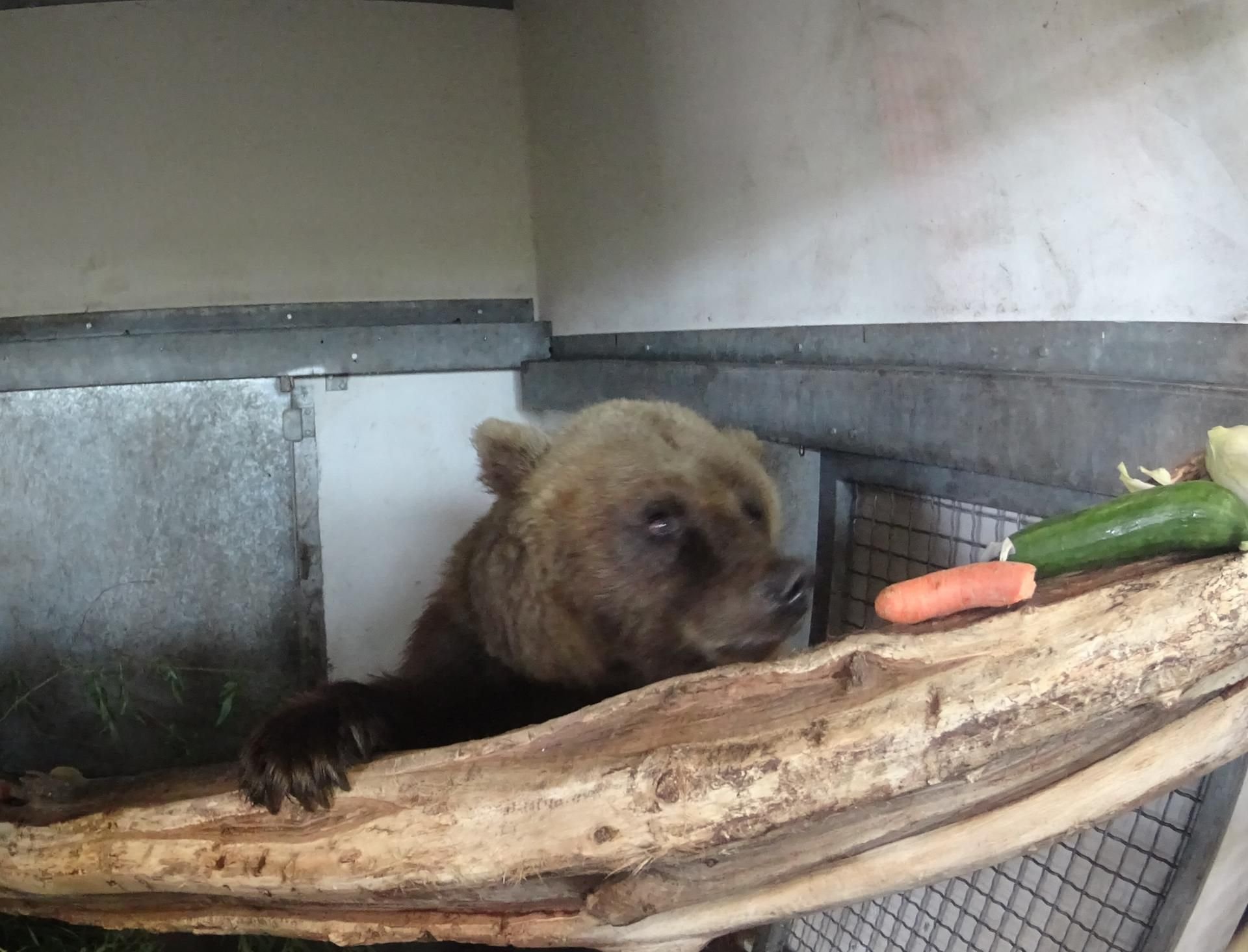 Für Bärin Doro gab es zur Begrüßung im Bärenpark Worbis erst einmal einen Gemüse-Snack.