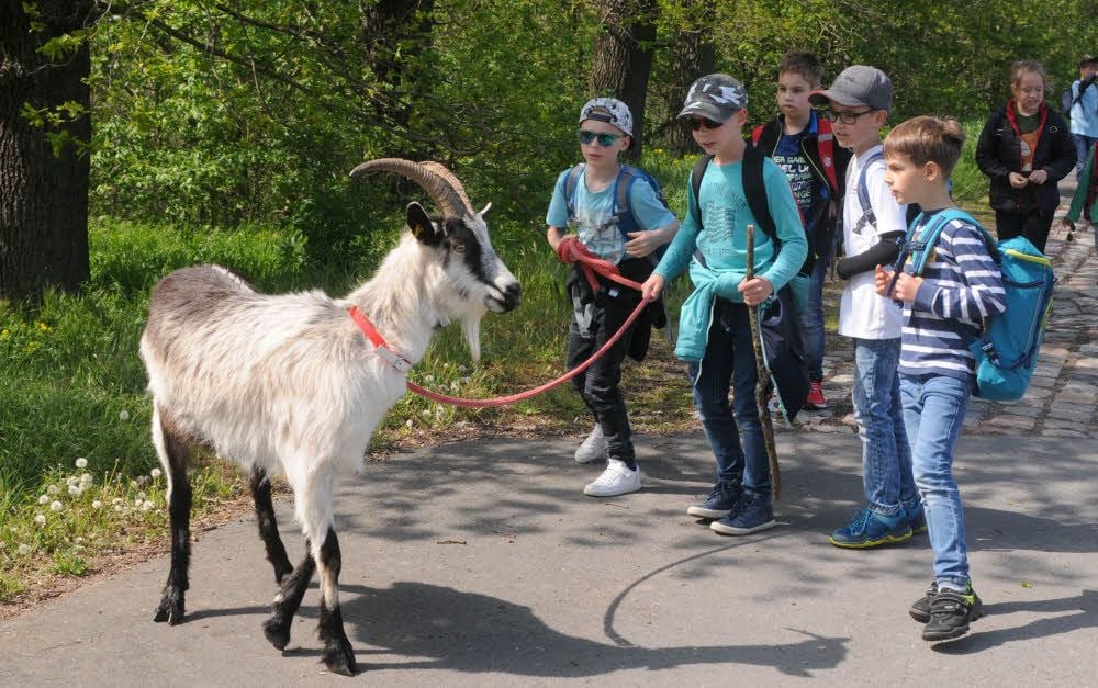 Mit Respekt und erkennbarem Interesse nähern sich die Zweitklässler von der Sebastian-Kneipp Grundschule auf der Ziegenwanderung vom Kloster Memleben hinauf zur Arche Nebra ihren tierischen Begleitern aus der Rasse der Pfauenziegen.