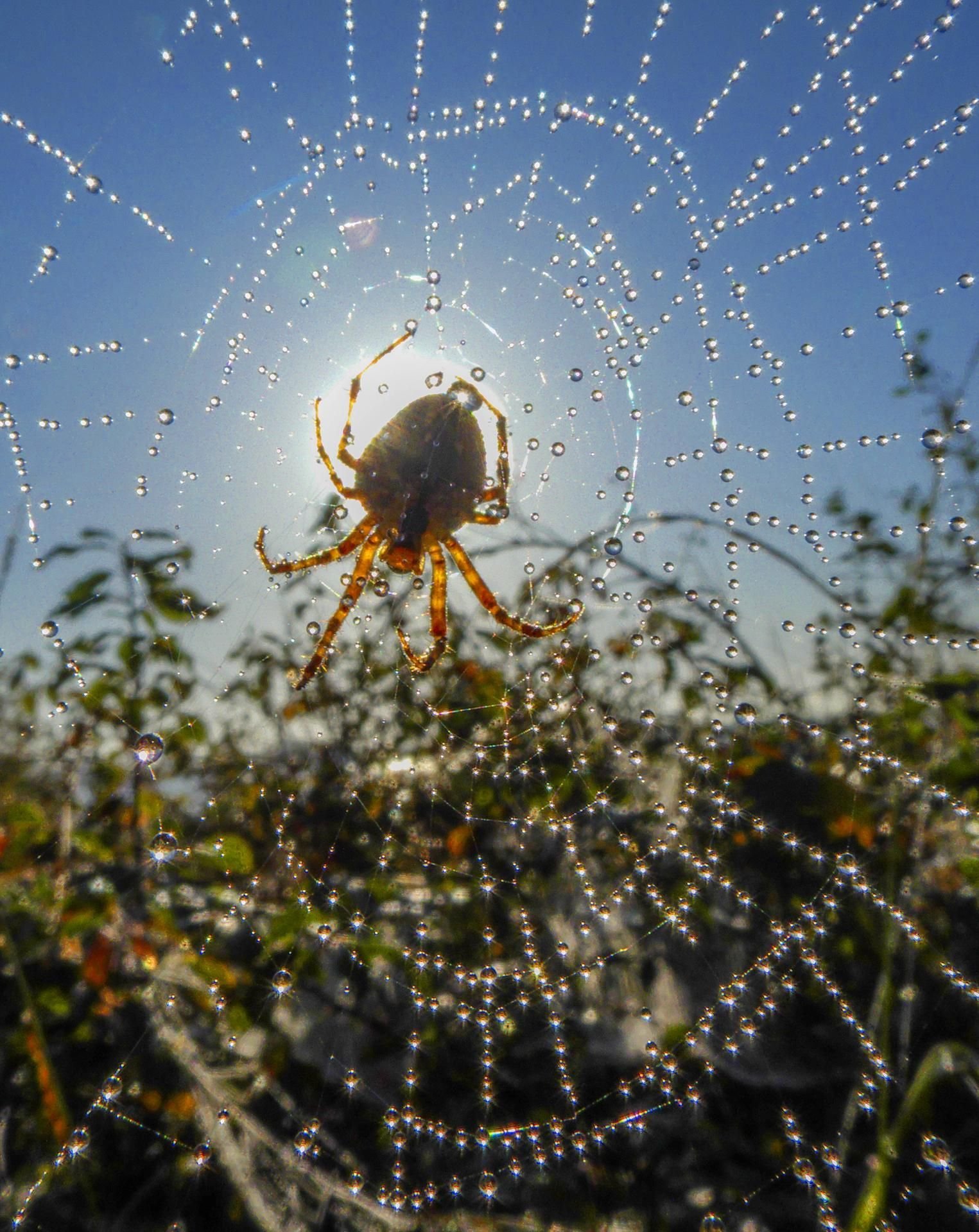 Spinnennetz im Sonnenschein: Das Sinnbild für einen Altweibersommer.