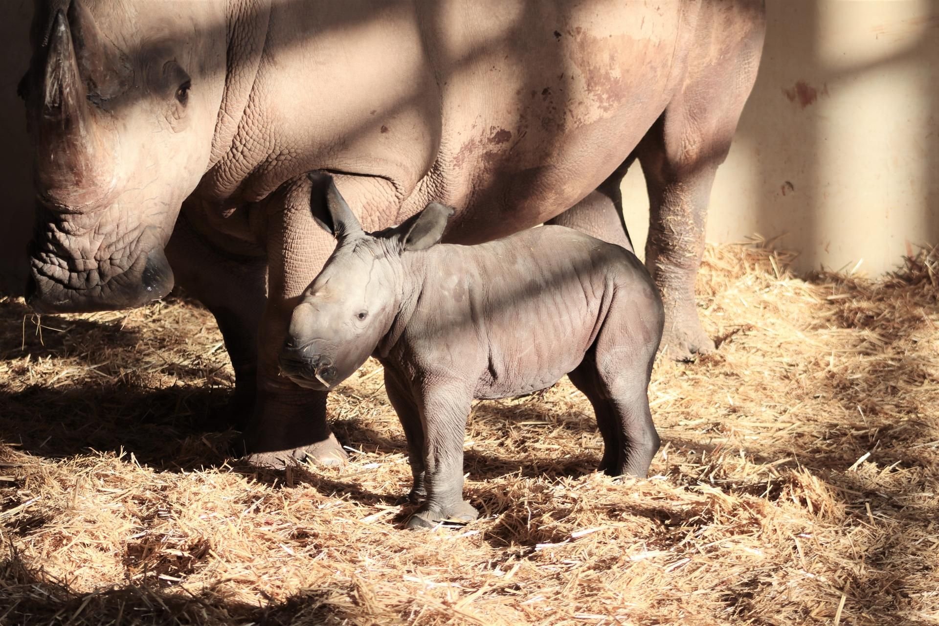 Der Erfurter Zoo freut sich über ein neues Nashornbaby.