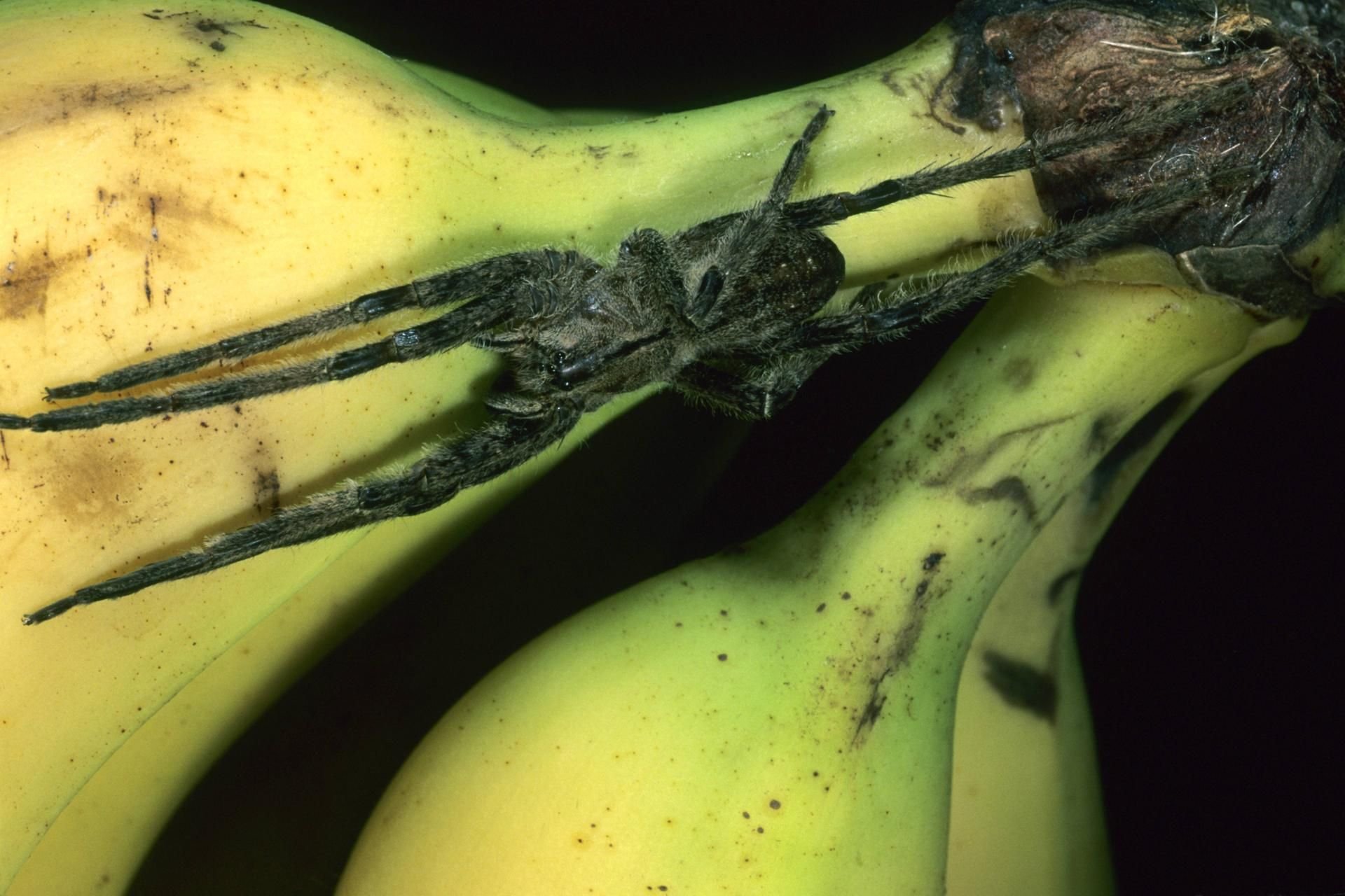 Eine Kammspinne, auch Wanderspinne (Ctenidae, Ctenidae), sitzt auf reifen Bananen.