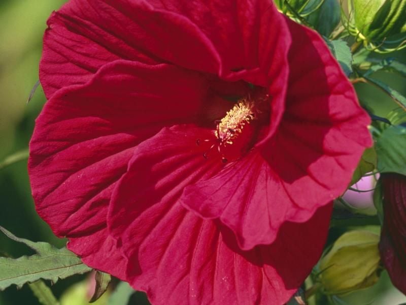 Der Riesen-Hibiskus (hier die Sorte 'Guido Red Oak') blüht von Juli bis September in glühendem Rot. Foto: Marion Nickig/dpa-tmn