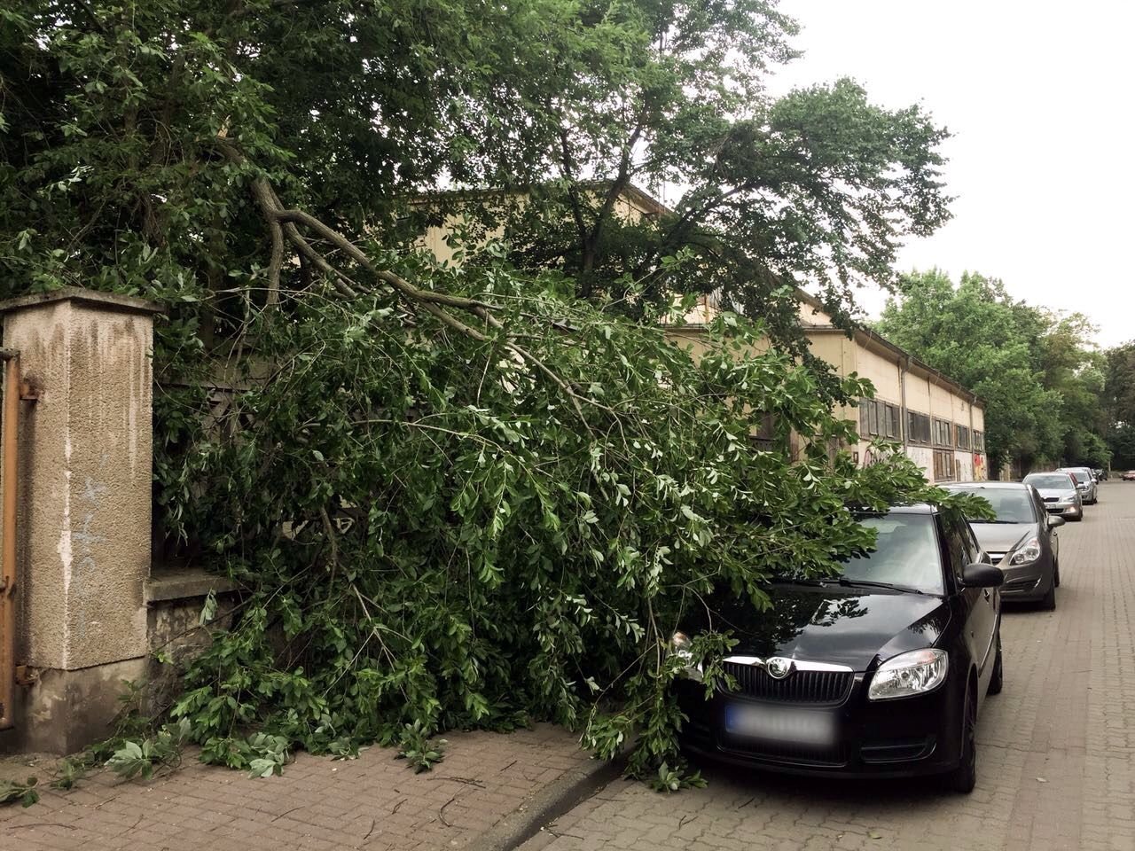 In der Turnstraße in Quedlinburg beschädigte ein abgebrochener Ast ein parkendes Auto.