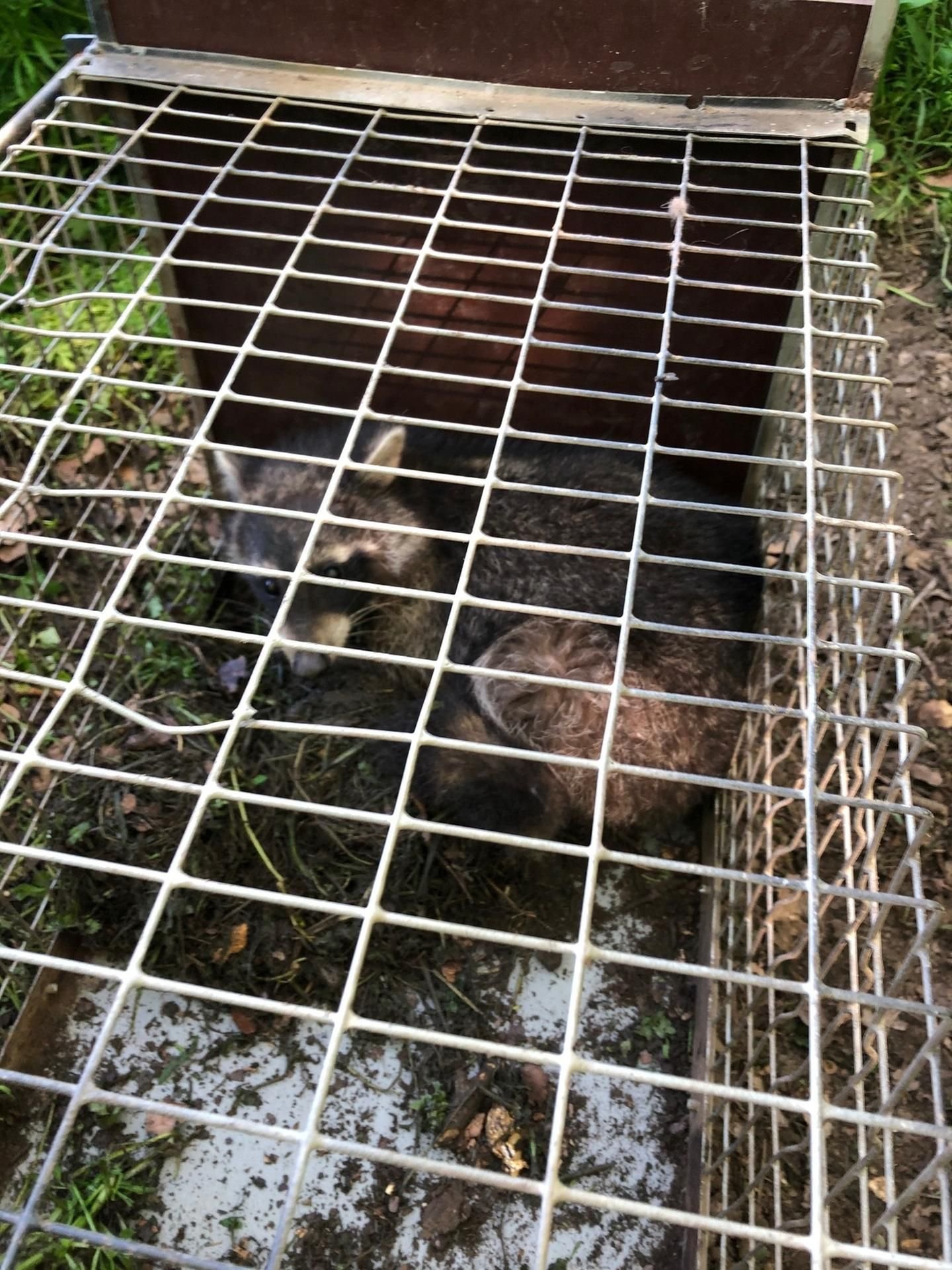 Waschbär in der Falle