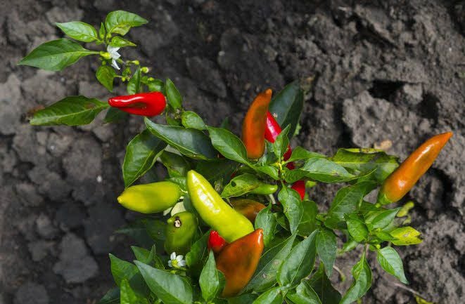 Im Nutzgartenteil wächst auch Chili