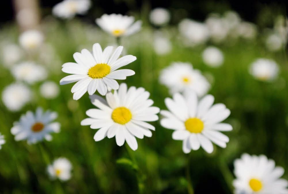 Das bekannte und beliebte Gänseblümchen ist keine einheimische Pflanze, sondern wurde um 1492 - zu Zeiten Kolumbus’, eingebürgert.