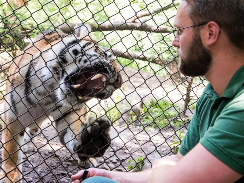 Tobias Taraba, Tierpfleger, spielt in Hagenbecks Tierpark am Gitter eines Geheges mit einem Tiger. Foto: Daniel Bockwoldt/Archivbild