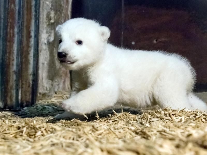 Der kleine Fritz. Foto: Tierpark Berlin