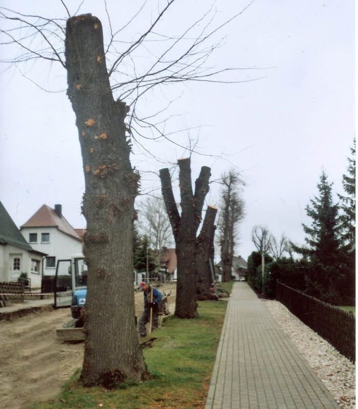 So sahen die verunstalteten Linden im Herbst 2008 aus.