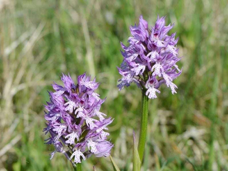 Das Dreizähnige Knabenkraut ist vor allem in Mitteldeutschland heimisch. Foto: Arbeitskreis Heimische Orchideen