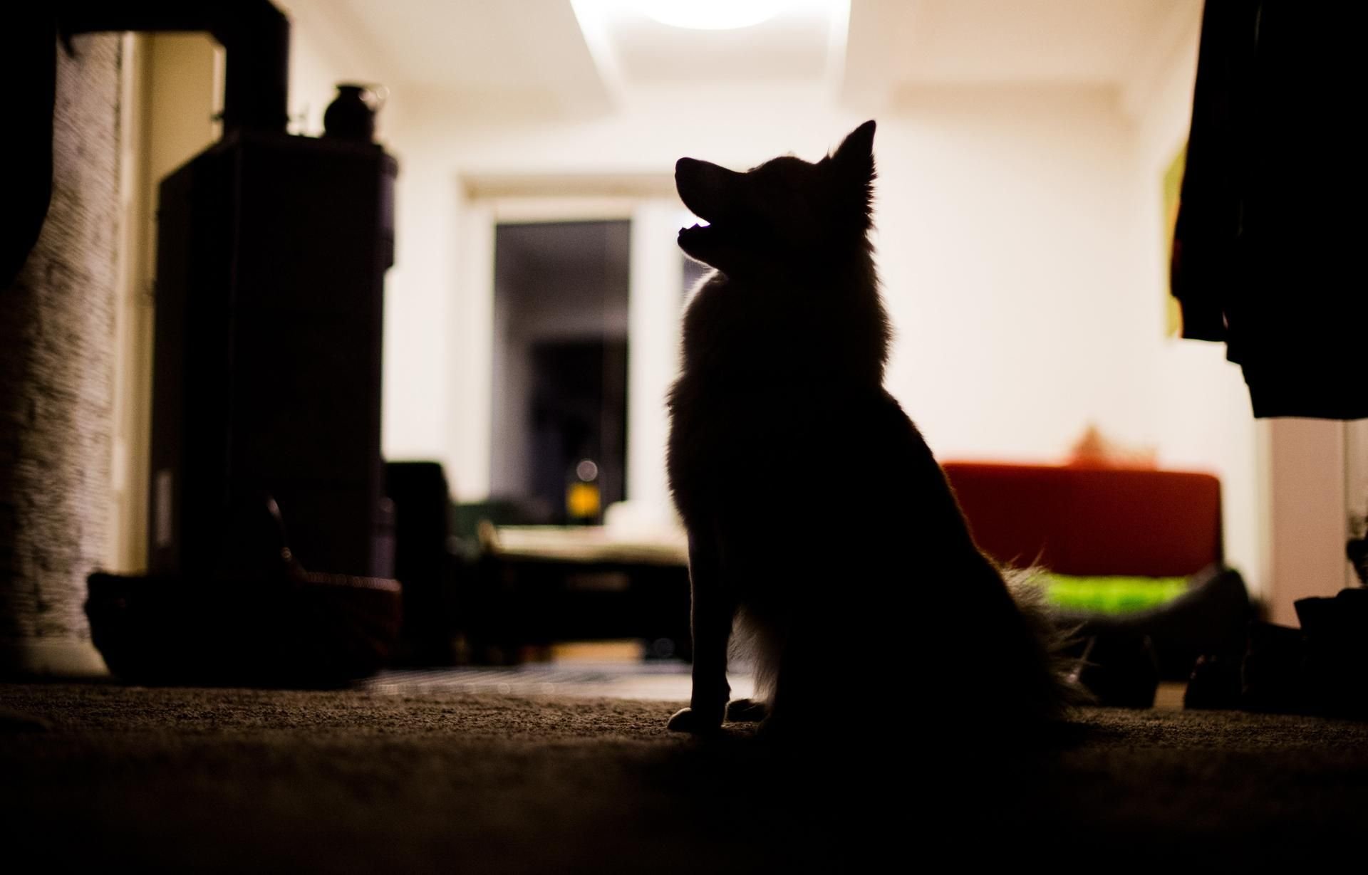 Viele Vermieter verbieten in ihren Verträgen Hunde und Katzen – doch darf Bello wirklich nicht mit einziehen?
