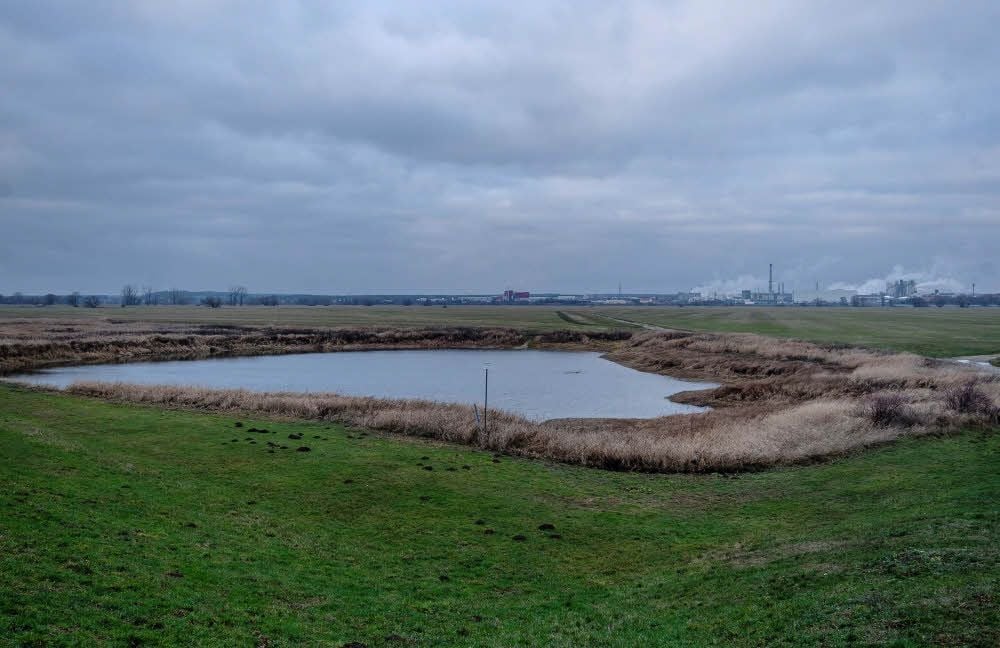 Das Grünland des Milchviehbetriebes Selbitz liegt in den Elbauen vor den Toren Wittenbergs. Im Hintergrund ist das große Düngemittelwerk von SKW Piesteritz zu sehen.