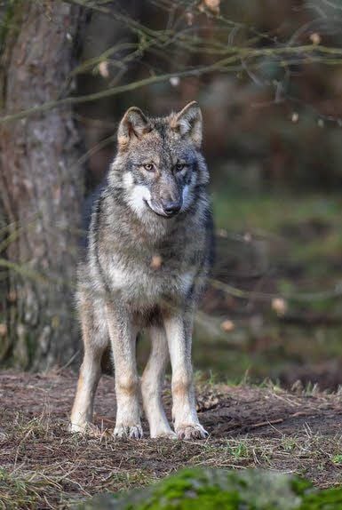 Streit um Wolf: Wie viele Tiere verträgt die Region?