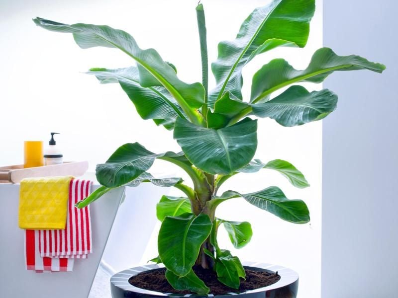 Die Banane mag hohe Luftfeuchtigkeit und viel Tageslicht. Ein Badezimmer mit Fenster ist daher in guter Standort für die Pflanze. Foto: Pflanzenfreude.de/dpa-tmn