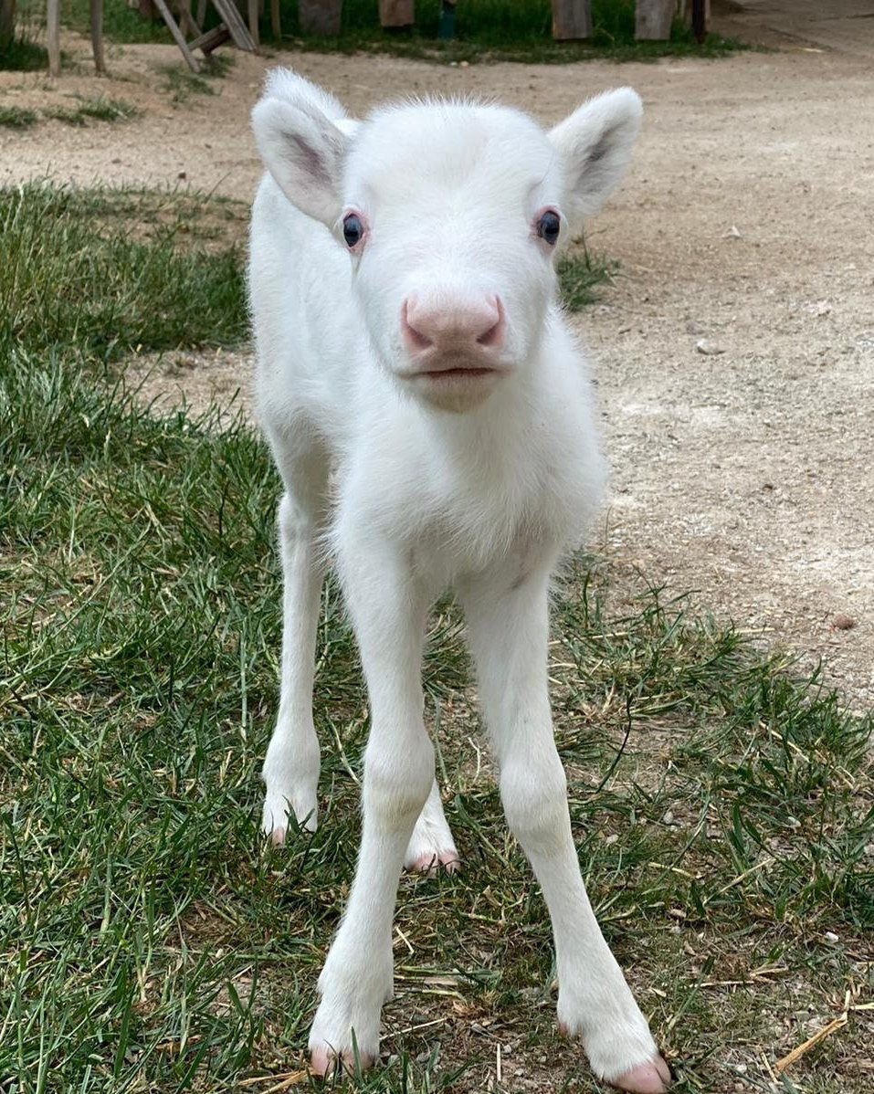 Dieses weiße Rentierbaby wurde in Niederhausen geboren.