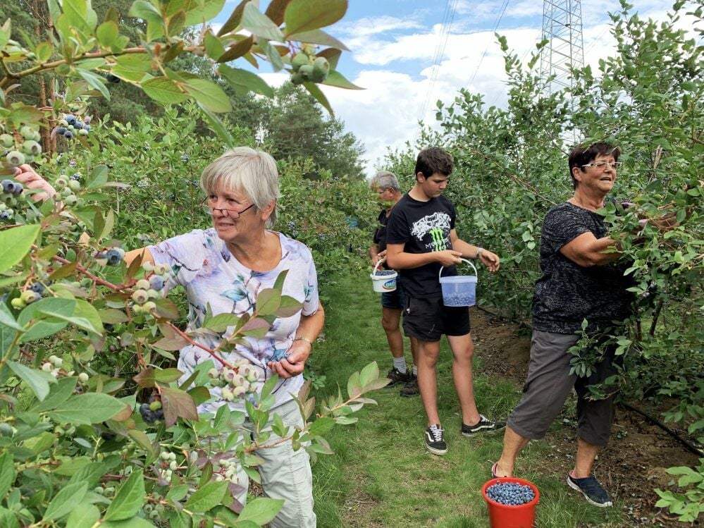 In Ruhlsdorf können Interessierte selbst ihre Heidelbeeren pflücken. An der Landesstraße nach Gentha weist ein Schild auf die Plantage hin.