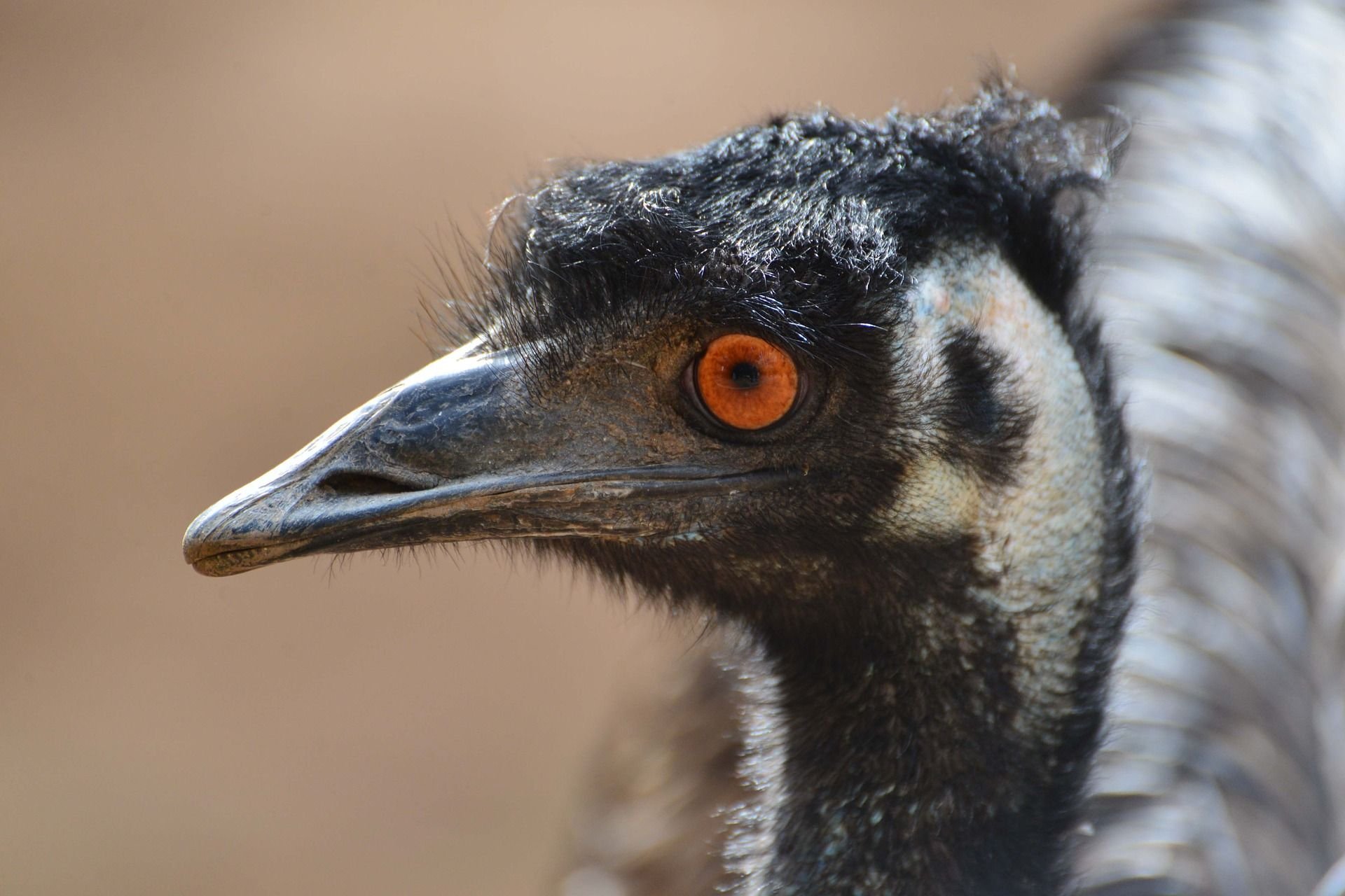 Der australische Laufvogel war ausgebrochen und zum Abschuss freigegeben worden, weil er Menschen angegriffen hatte.
