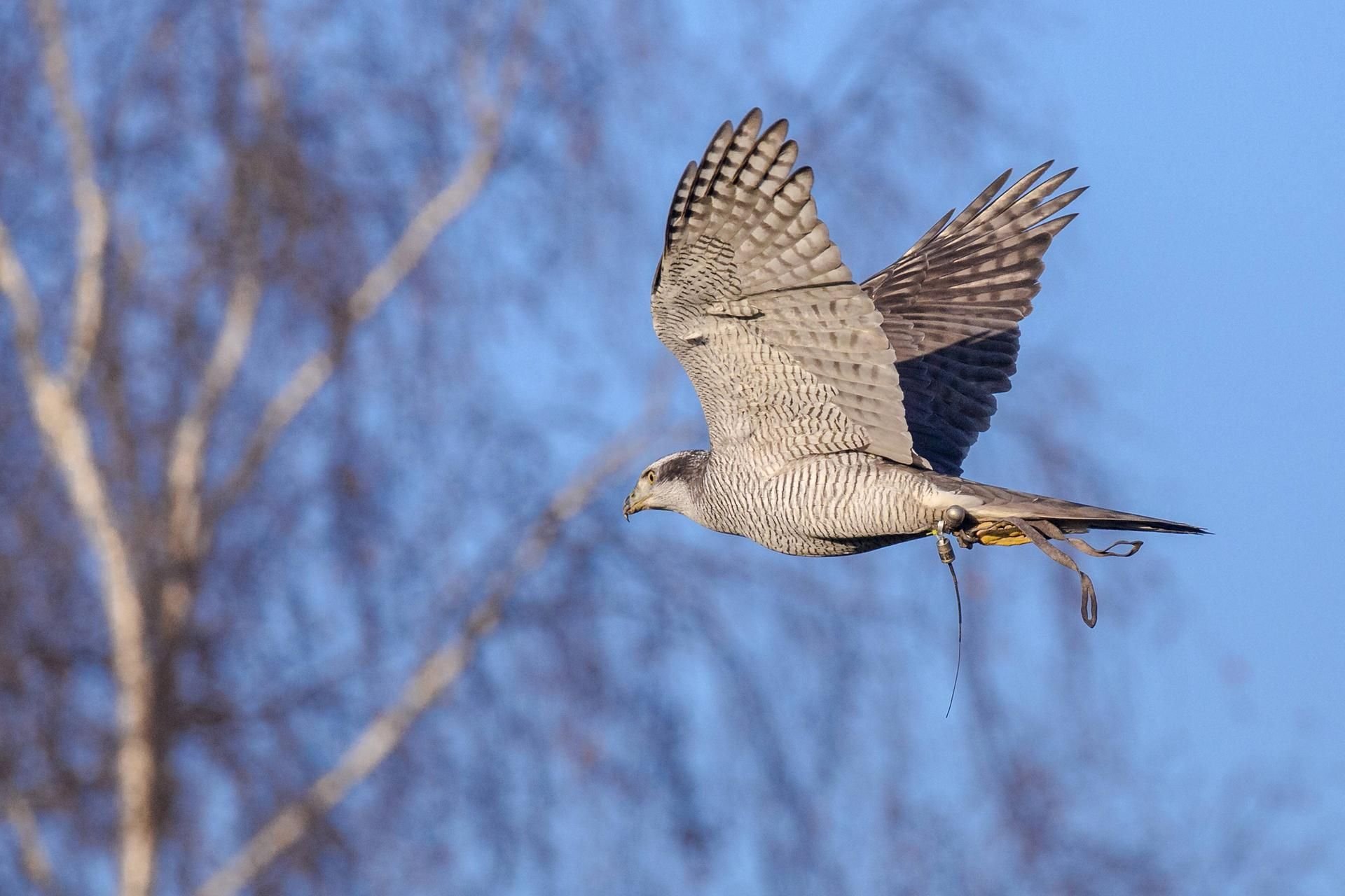 Ein Habicht im Flug.