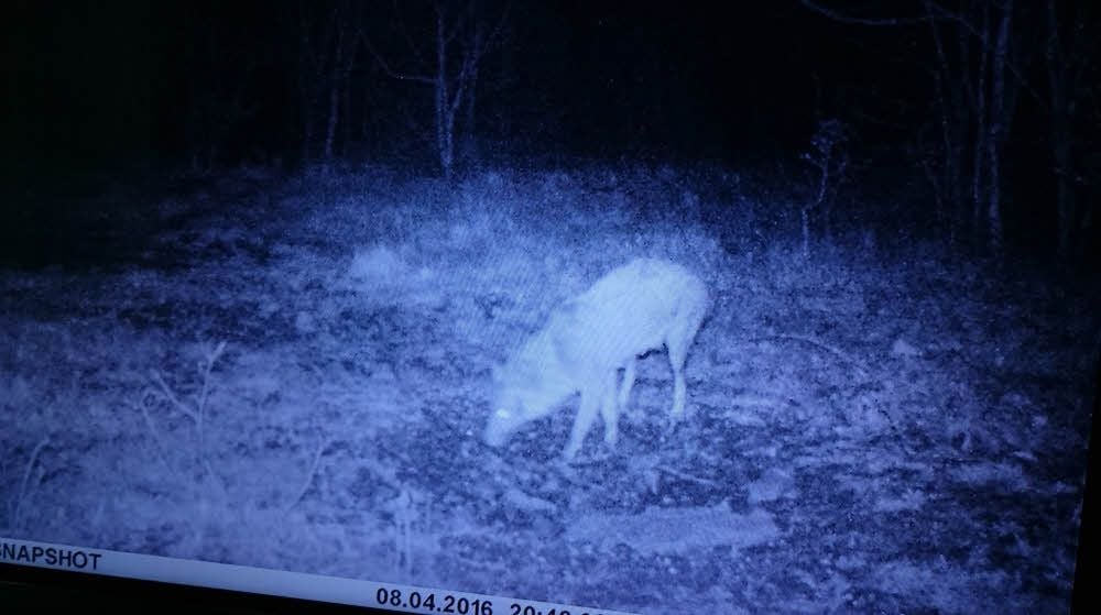 Die Aufnahme, die einen Wolf zeigen könnte, soll an einer Wildfütterungsstelle am Rande des Rödel gemacht worden sein. Behörden stufen dieses Bild nicht als belastbaren Hinweis ein.