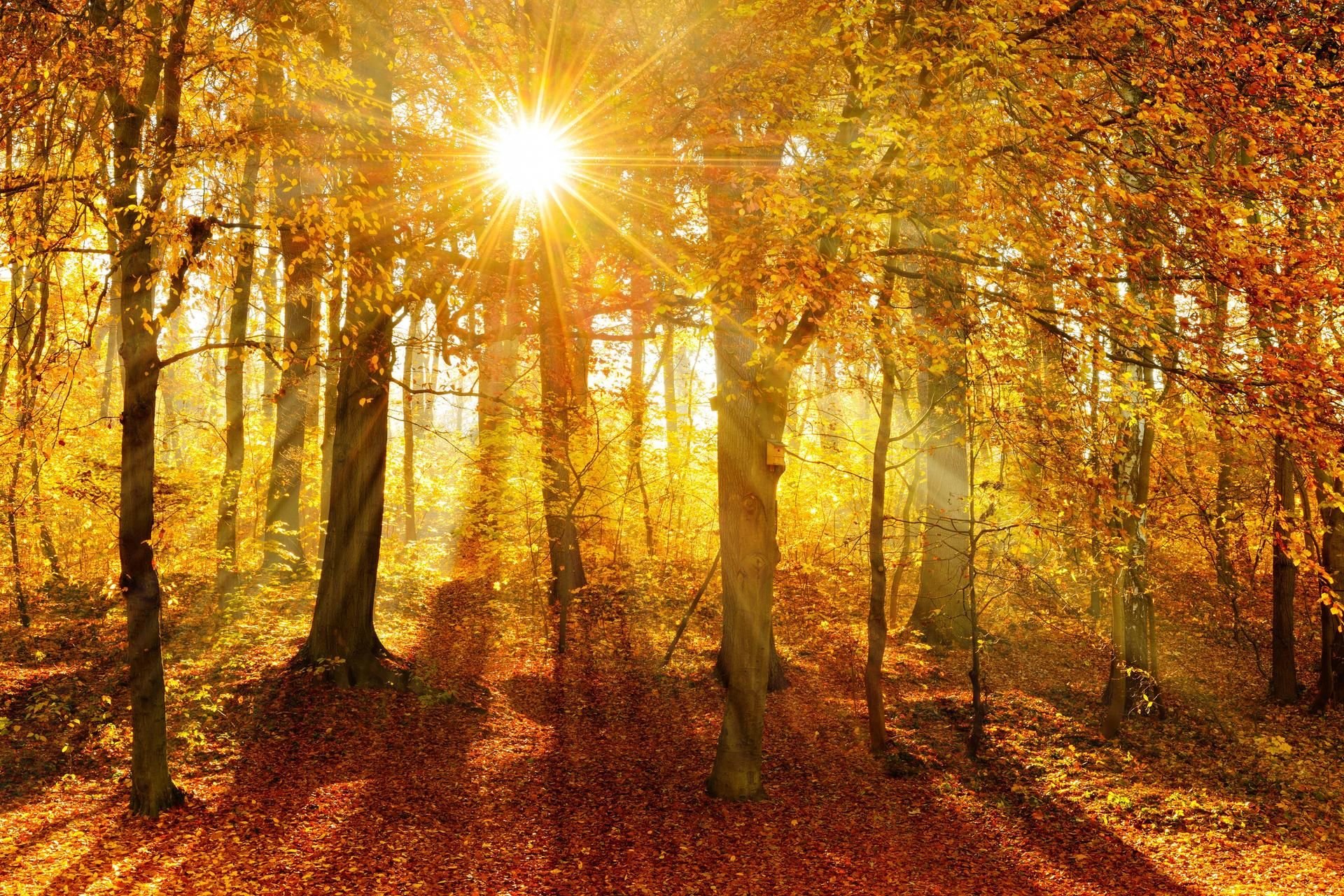 Der Altweibersommer bringt im September noch einmal spätsommerliche warme Temperaturen mit sich.