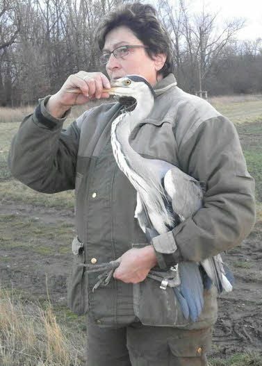 Nach acht Wochen intensiver Pflege konnte ein Graureiher von Monika Kamprath wieder in die Freiheit entlassen werden.