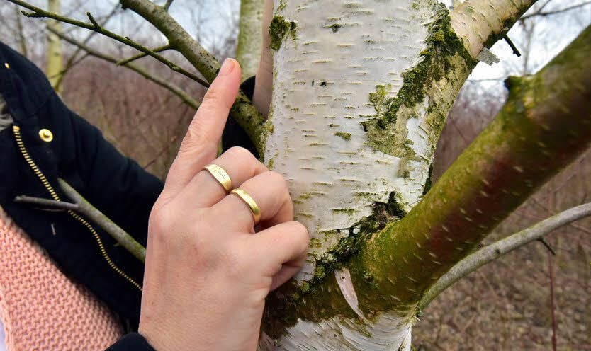 Birkenwasser gilt als entzündungshemmend und cholesterinsenkend. Die Weißenfelserin bittet darum, deswegen keinen Baum zu beschädigen.