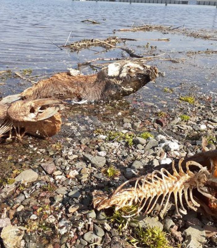 Tote Fische im Stausee Kelbra