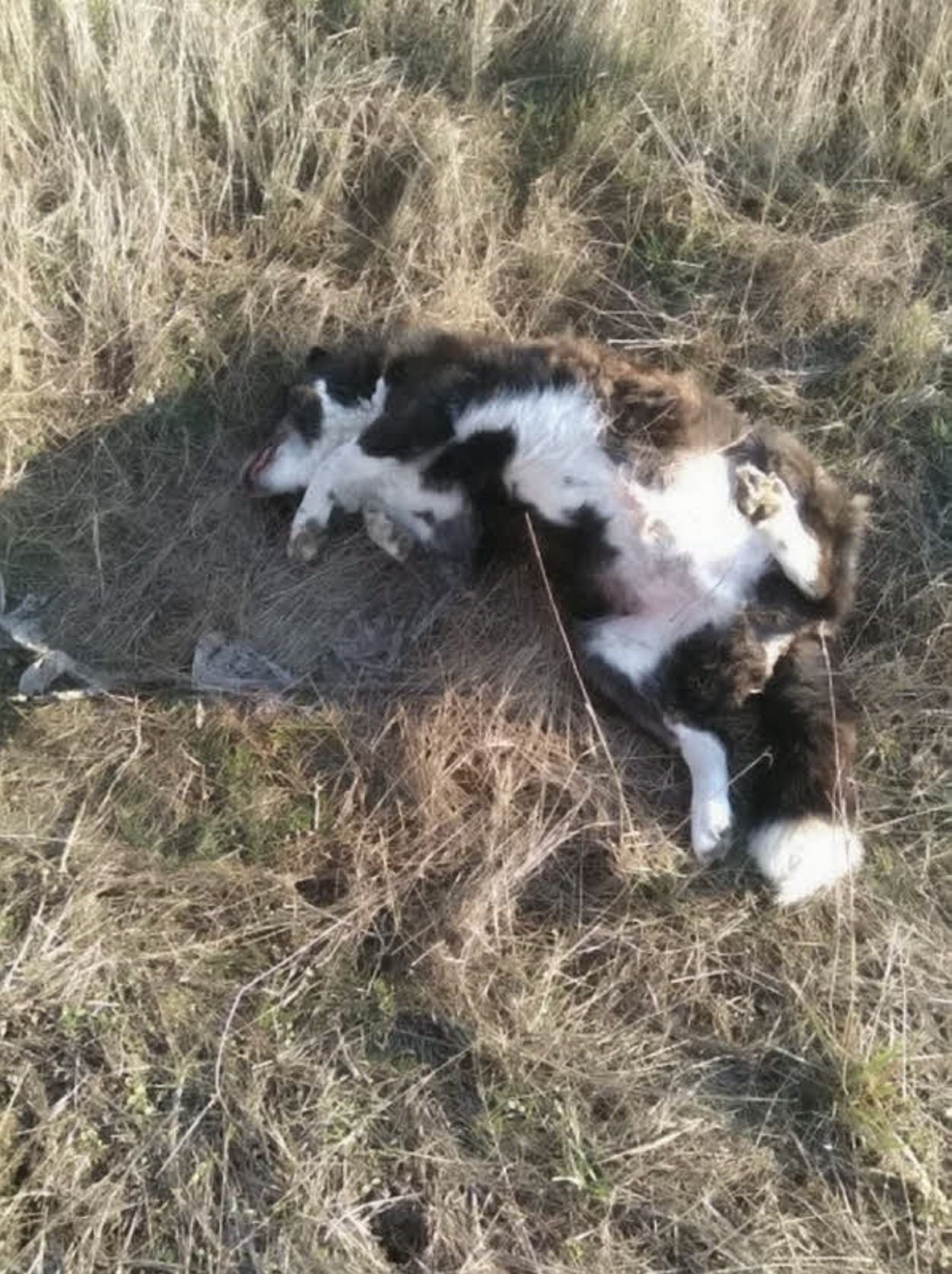 Der Hund war Ende Februar tot an einem Feldweg zwischen Latdorf und Grimschleben gefunden worden.