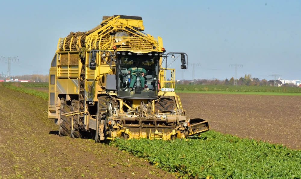 150 Hektar werden hier für die Agrardienste Lützen gerodet.