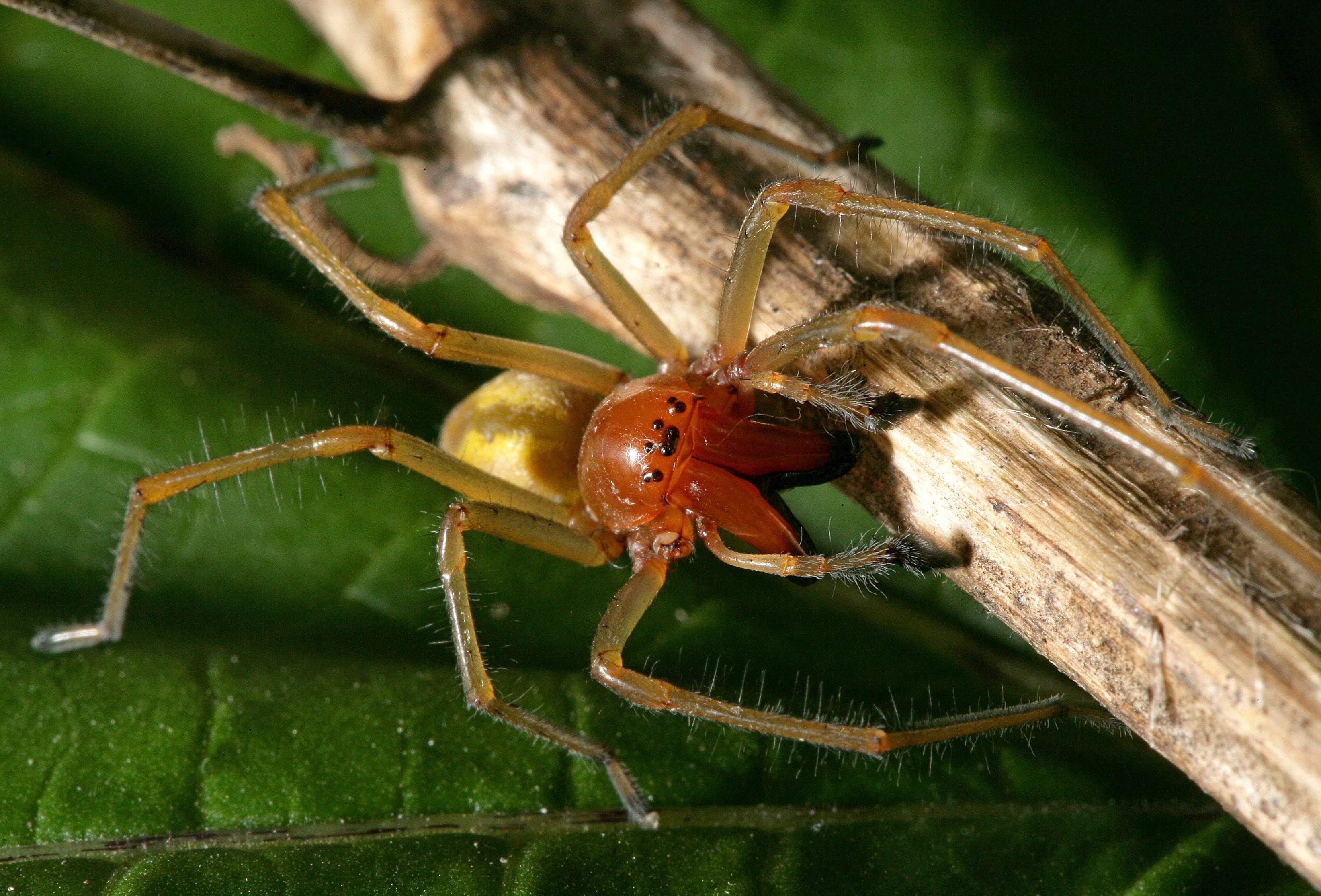 Eine Ammen-Dornfinger-Spinne auf einer Wiese in Brandenburg.