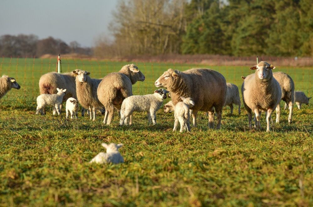 Große Kinderstube: Wiese bei Straguth