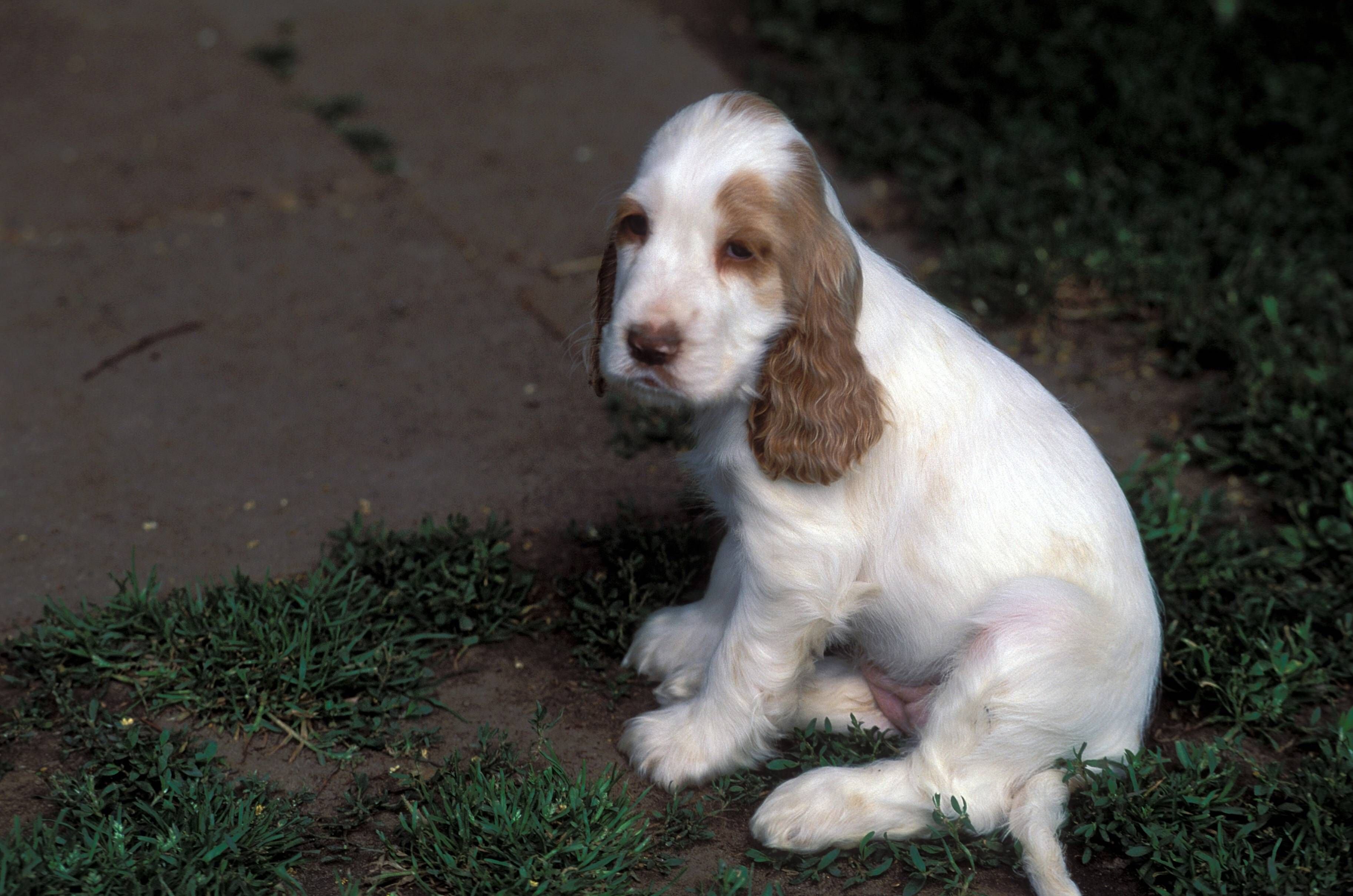 Der kleine Cocker Spaniel wurde überfahren, weil er nicht angeleint war. (Symbolbild)