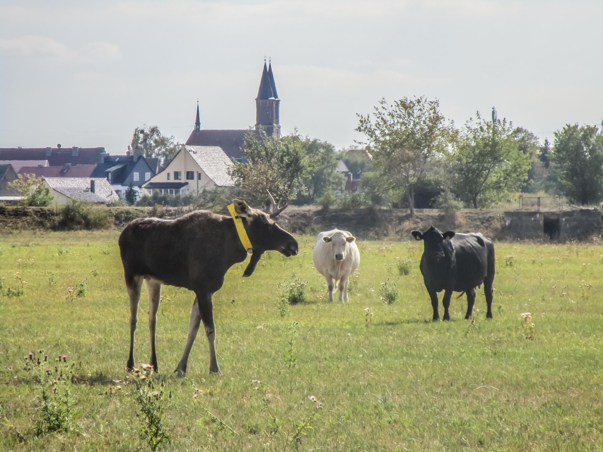 Ein Elch fühlt sich offenbar pudelwohl in einer Rinderherde bei Vockerode.