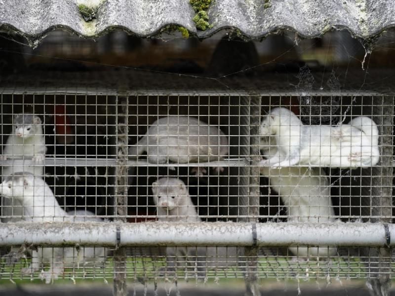 Nerze in ihren Käfigen in einem Bauernhof in Gjoel in Nordjütland. Foto: Mads Claus Rasmussen/Ritzau Scanpix/AP/dpa