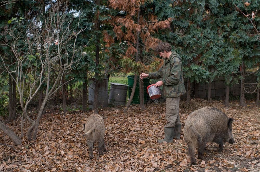Jens Rennecke füttert seine Wildschweine Willi und Berta - hier ein Bild aus dem Jahr 2015.
