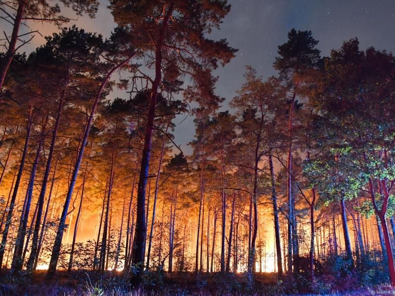 Was passiert, wenn durch einen Waldbrand das Haus oder Auto beschädigt wird? Welche Versicherungzahlt dann? Foto: Patrick Pleul