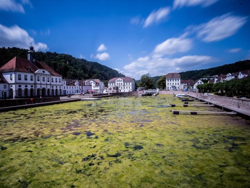 Algen und Schilf sind auf der Wasseroberfläche im Hafenbecken von Bad Karlshafen zu sehen. Foto: Swen Pförtner