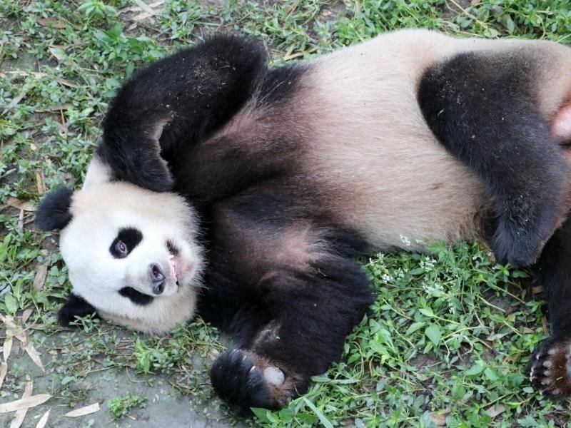 Das Panda-Männchen „Jiao Qing” Mitte Juni in der Zuchtstation im chinesischen Chengdu. Foto: dpa