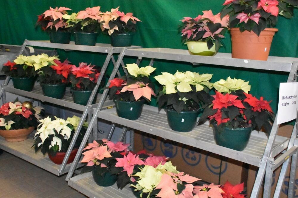 Die Weihnachtssterne des Kolpingwerkes in Hettstedt