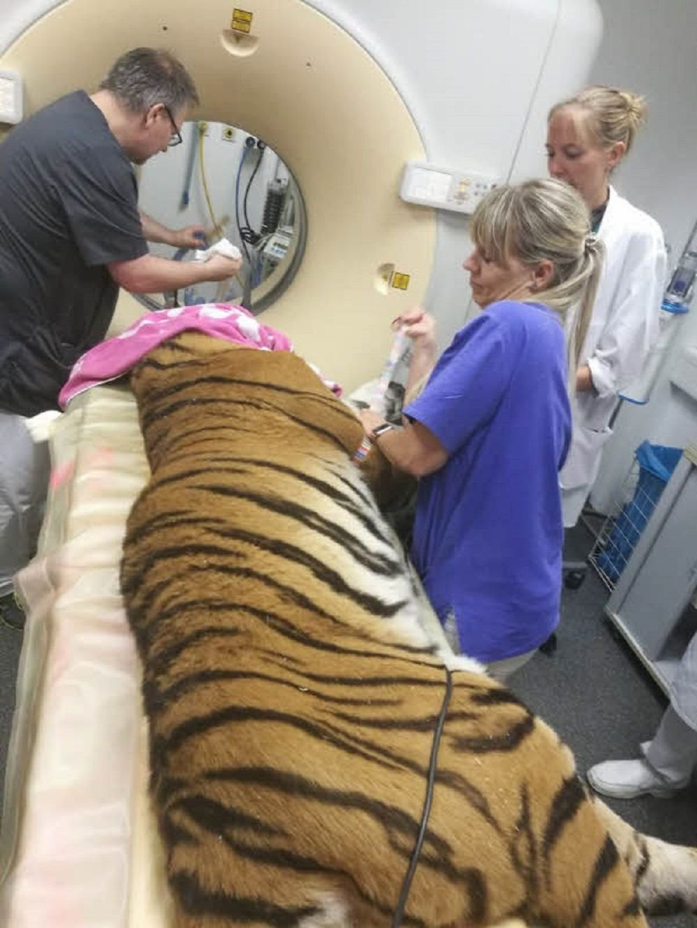 In der Leipziger Universitätsklinik für Kleintiere werden die Tiger computertomografisch untersucht.
