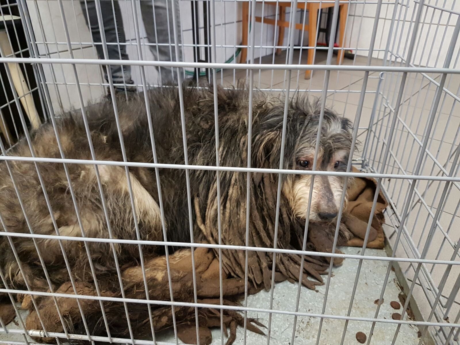 Der Tierschutz Halle kümmert sich jetzt um diesen verwahrlosten Hund