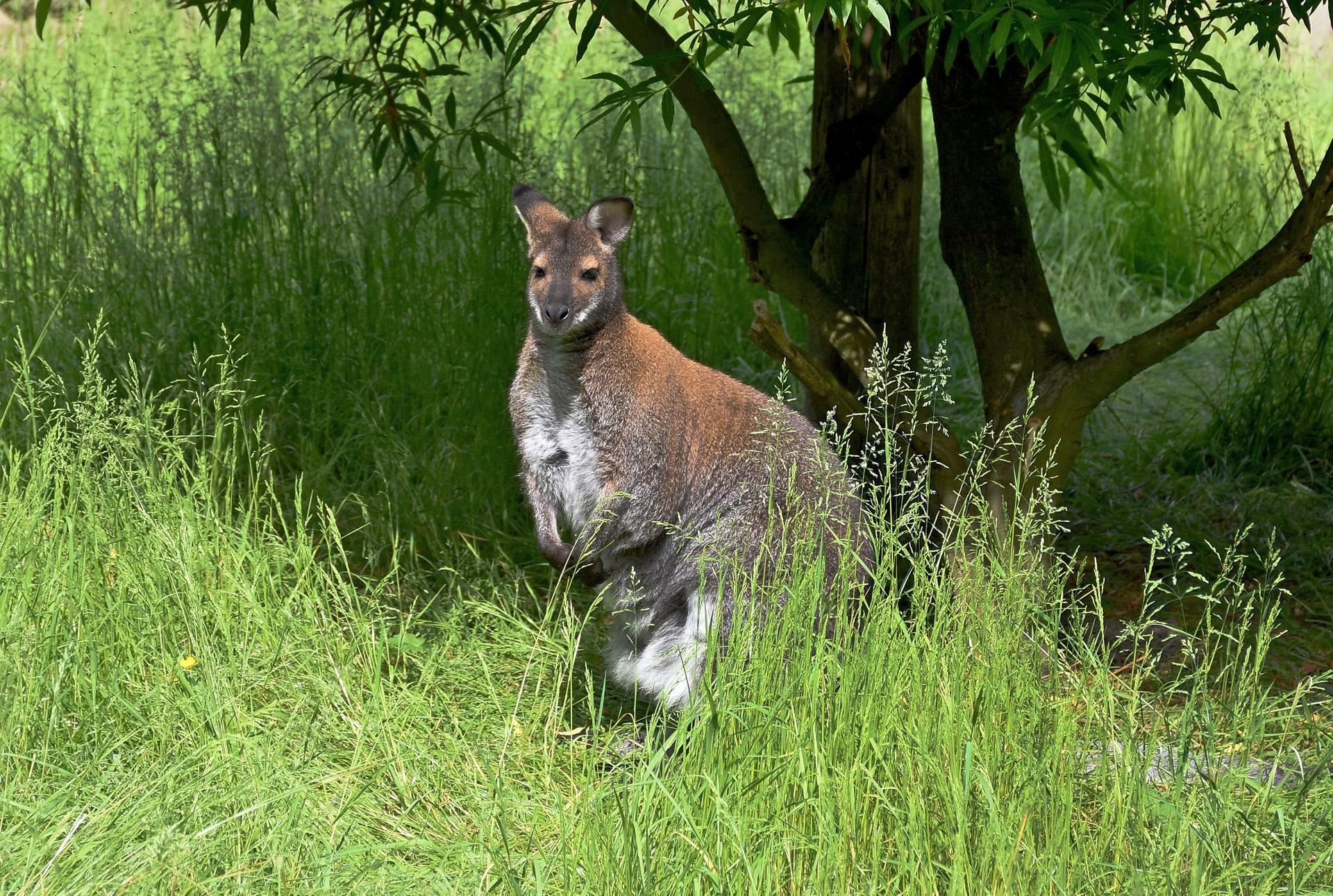 Ein Känguru im Freigehege einer Wildtierstation (Symbolbild)